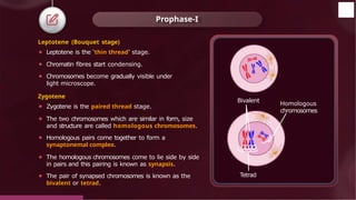 Prophase-I
Leptotene (Bouquet stage)
⚫ Leptotene is the ‘thin thread’ stage.
⚫ Chromatin fibres start condensing.
⚫ Chromosomes become gradually visible under
light microscope.
Zygotene
⚫ Zygotene is the paired thread stage.
⚫ The two chromosomes which are similar in form, size
and structure are called homologous chromosomes.
⚫ Homologous pairs come together to form a
synaptonemal complex.
⚫ The homologous chromosomes come to lie side by side
in pairs and this pairing is known as synapsis.
⚫ The pair of synapsed chromosomes is known as the
bivalent or tetrad.
Bivalent
Tetrad
Homologous
chromosomes
© 2022, Aakash BYJU'S. All rights reserved
 