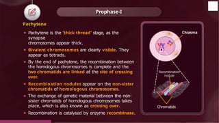 Pachytene
⚫ Pachytene is the ‘thick thread’ stage, as the
synapse
chromosomes appear thick.
⚫ Bivalent chromosomes are clearly visible. They
appear as tetrads.
⚫ By the end of pachytene, the recombination between
the homologous chromosomes is complete and the
two chromatids are linked at the site of crossing
over.
⚫ Recombination nodules appear on the non-sister
chromatids of homologous chromosomes.
⚫ The exchange of genetic material between the non-
sister chromatids of homologous chromosomes takes
place, which is also known as crossing over.
⚫ Recombination is catalysed by enzyme recombinase.
Prophase-I
Chiasma
Recombination
nodule
Chromatids
© 2022, Aakash BYJU'S. All rights reserved
 