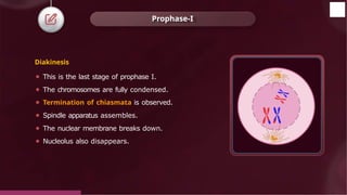 Diakinesis
⚫ This is the last stage of prophase I.
⚫ The chromosomes are fully condensed.
⚫ Termination of chiasmata is observed.
⚫ Spindle apparatus assembles.
⚫ The nuclear membrane breaks down.
⚫ Nucleolus also disappears.
Prophase-I
© 2022, Aakash BYJU'S. All rights reserved
 