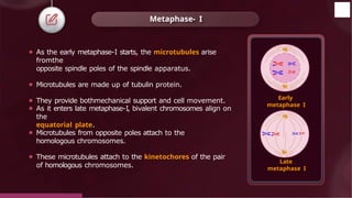 ⚫ As the early metaphase-I starts, the microtubules arise
fromthe
opposite spindle poles of the spindle apparatus.
⚫ Microtubules are made up of tubulin protein.
⚫ They provide bothmechanical support and cell movement.
⚫ As it enters late metaphase-I, bivalent chromosomes align on
the
equatorial plate.
⚫ Microtubules from opposite poles attach to the
homologous chromosomes.
⚫ These microtubules attach to the kinetochores of the pair
of homologous chromosomes.
Metaphase- I
Early
metaphase I
Late
metaphase I
© 2022, Aakash BYJU'S. All rights reserved
 