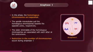 ⚫ In this phase, the homologous
chromosomes are separated.
⚫ The spindle microtubules pull the
homologous chromosomes towards the
opposite poles, respectively.
⚫ The sister chromatids of the homologous
chromosomes are associated with each other at
the centromere.
⚫ Reduction in the number of chromosomes
occurs during anaphase- I
Anaphase- I
Anaphase I
© 2022, Aakash BYJU'S. All rights reserved
 
