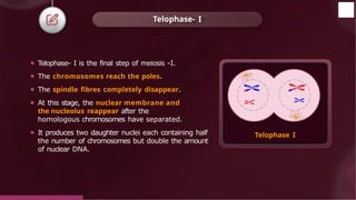 ⚫ Telophase- I is the final step of meiosis -I.
⚫ The chromosomes reach the poles.
⚫ The spindle fibres completely disappear.
⚫ At this stage, the nuclear membrane and
the nucleolus reappear after the
homologous chromosomes have separated.
⚫ It produces two daughter nuclei each containing half
the number of chromosomes but double the amount
of nuclear DNA.
Telophase- I
Telophase I
© 2022, Aakash BYJU'S. All rights reserved
 