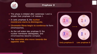 ⚫ This phase is initiated after cytokinesis I and is
simpler than prophase I of meiosis I.
⚫ In early prophase II, the nuclear
membrane starts to disintegrate.
⚫ Chromatin fibres begin to condense to form
chromosomes.
⚫ As the cell enters late prophase II, the
nuclear membrane disintegrates, and
chromosomes become compact.
⚫ The centrioles also move towards the
opposite ends.
Prophase II
Early prophase II
© 2022, Aakash BYJU'S. All rights reserved
Late prophase II
 