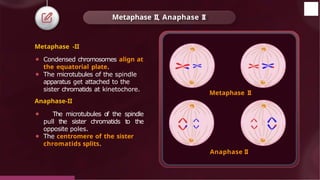 Metaphase -II
⚫ Condensed chromosomes align at
the equatorial plate.
⚫ The microtubules of the spindle
apparatus get attached to the
sister chromatids at kinetochore.
Anaphase-II
⚫ The microtubules of the spindle
pull the sister chromatids to the
opposite poles.
⚫ The centromere of the sister
chromatids splits.
Metaphase II, Anaphase II
Metaphase II
Anaphase II
© 2022, Aakash BYJU'S. All rights reserved
 