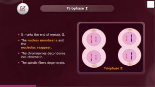 ⚫ It marks the end of meiosis II.
⚫ The nuclear membrane and
the
nucleolus reappear.
⚫ The chromosomes decondense
into chromatin.
⚫ The spindle fibers degenerate.
Telophase II
Telophase II
© 2022, Aakash BYJU'S. All rights reserved
 