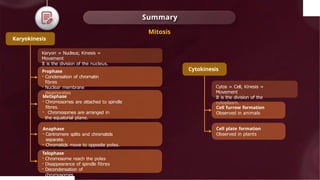 © 2022, Aakash BYJU'S. All rights
Summary
Karyokinesis
Karyon = Nucleus; Kinesis =
Movement
It is the division of the nucleus.
Prophase
- Condensation of chromatin
fibres
- Nuclear membrane
degenerates
Anaphase
- Centromere splits and chromatids
separate.
- Chromatids move to opposite poles.
Metaphase
- Chromosomes are attached to spindle
fibres.
- Chromosomes are arranged in
the equatorial plane.
Telophase
- Chromosome reach the poles
- Disappearance of spindle fibres
- Decondensation of
chromosomes
Cytokinesis
Cytos = Cell, Kinesis =
Movement
It is the division of the
cytoplasm.
Cell furrow formation
Observed in animals
Cell plate formation
Observed in plants
Mitosis
 