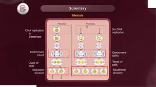 © 2022, Aakash BYJU'S. All rights
Summary
Reduction
division
Equational
division
Centromere
intact
DNA replication
in
Interphase
No DNA
replication
Meiosis
I
Meiosis
II
Centromere
splits
Dyad of
cells
Tetrad of
cells
Meiosis
 