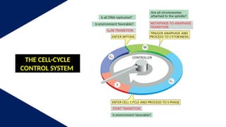 CELL CYCLE AND CELL CYCLE CONTROL SYSTEM | PPTX