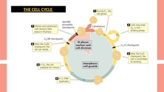 CELL CYCLE AND CELL CYCLE CONTROL SYSTEM | PPTX
