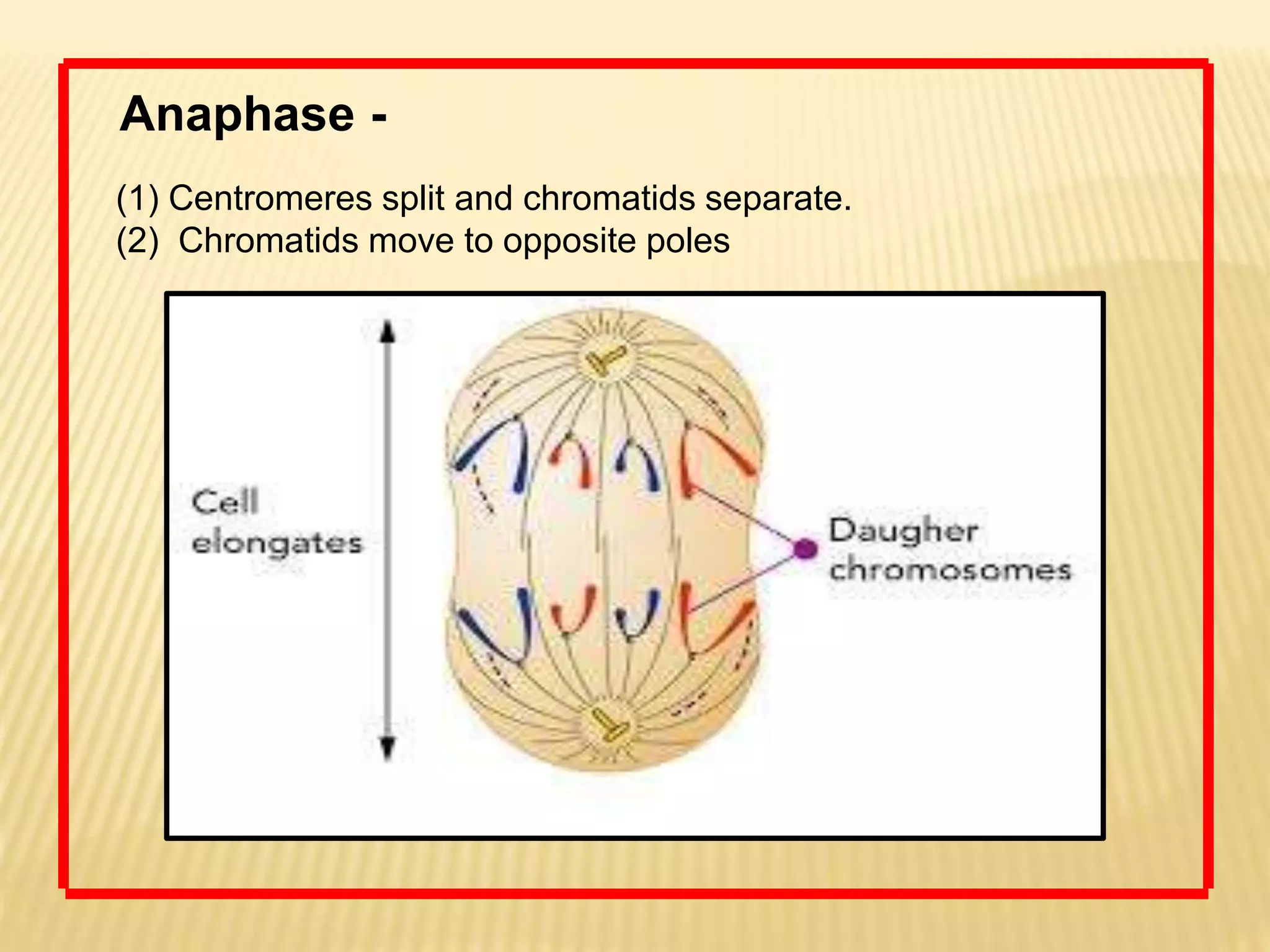 Anaphase -
(1) Centromeres split and chromatids separate.
(2) Chromatids move to opposite poles
 