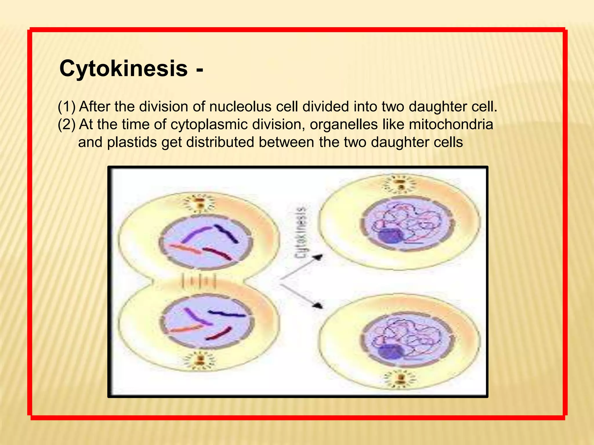 Cytokinesis -
(1) After the division of nucleolus cell divided into two daughter cell.
(2) At the time of cytoplasmic division, organelles like mitochondria
and plastids get distributed between the two daughter cells
 