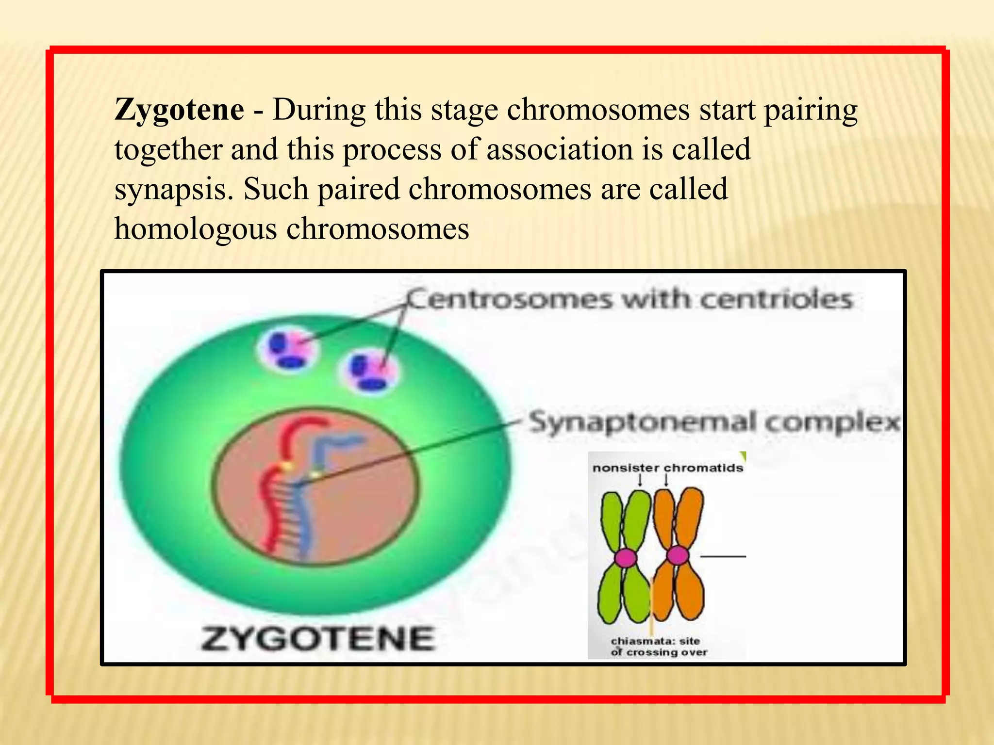 Zygotene - During this stage chromosomes start pairing
together and this process of association is called
synapsis. Such paired chromosomes are called
homologous chromosomes
 