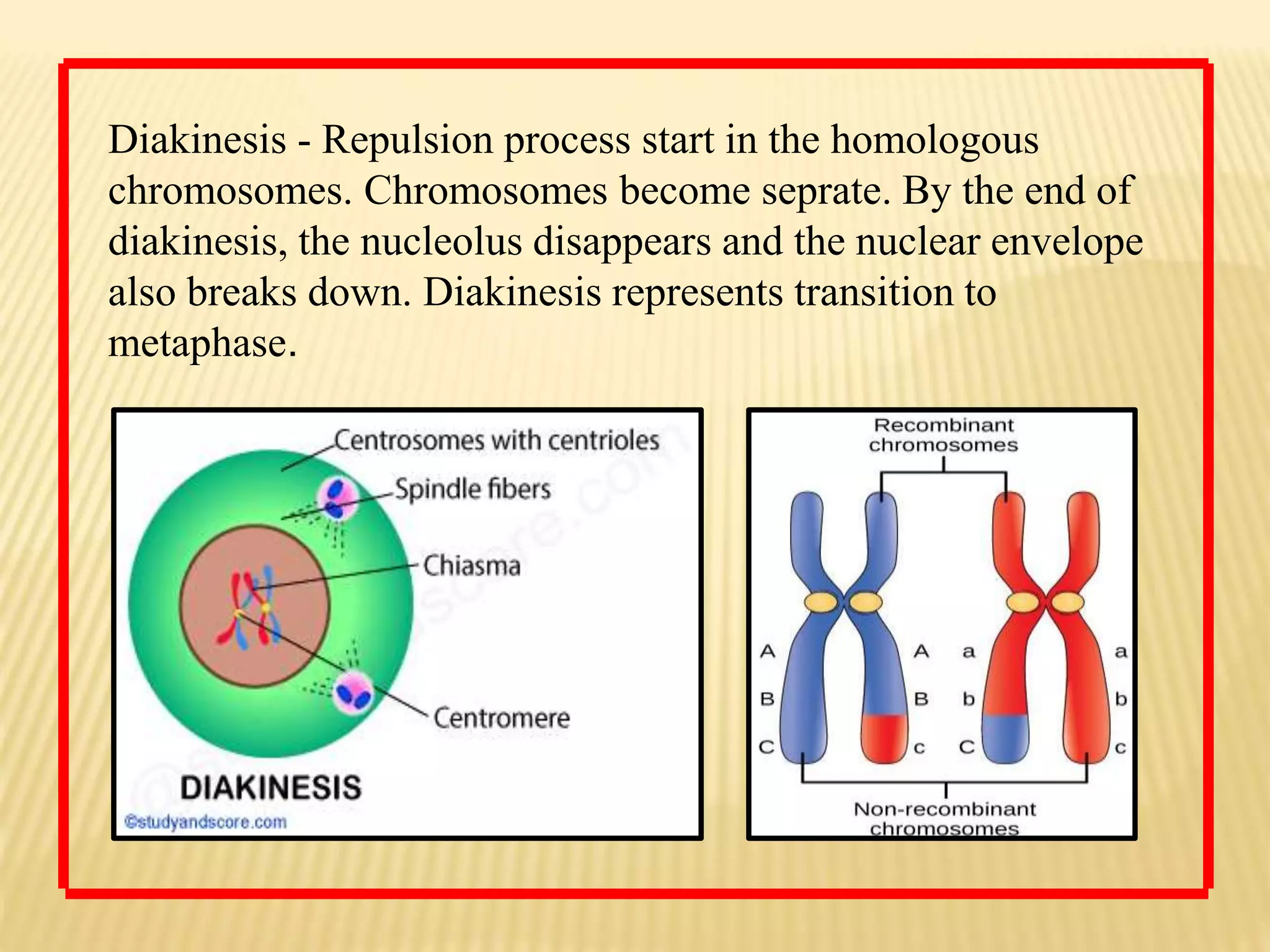 Diakinesis - Repulsion process start in the homologous
chromosomes. Chromosomes become seprate. By the end of
diakinesis, the nucleolus disappears and the nuclear envelope
also breaks down. Diakinesis represents transition to
metaphase.
 