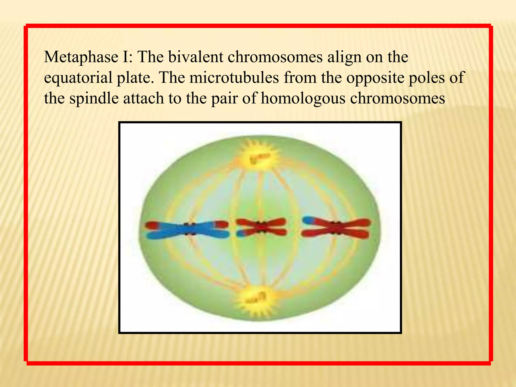 Metaphase I: The bivalent chromosomes align on the
equatorial plate. The microtubules from the opposite poles of
the spindle attach to the pair of homologous chromosomes
 
