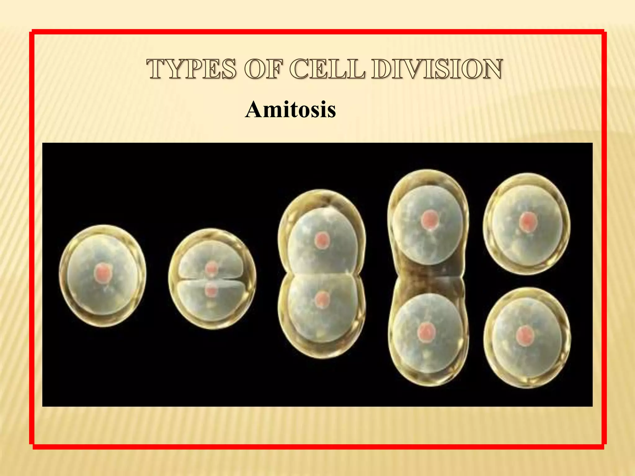 Amitosis
 