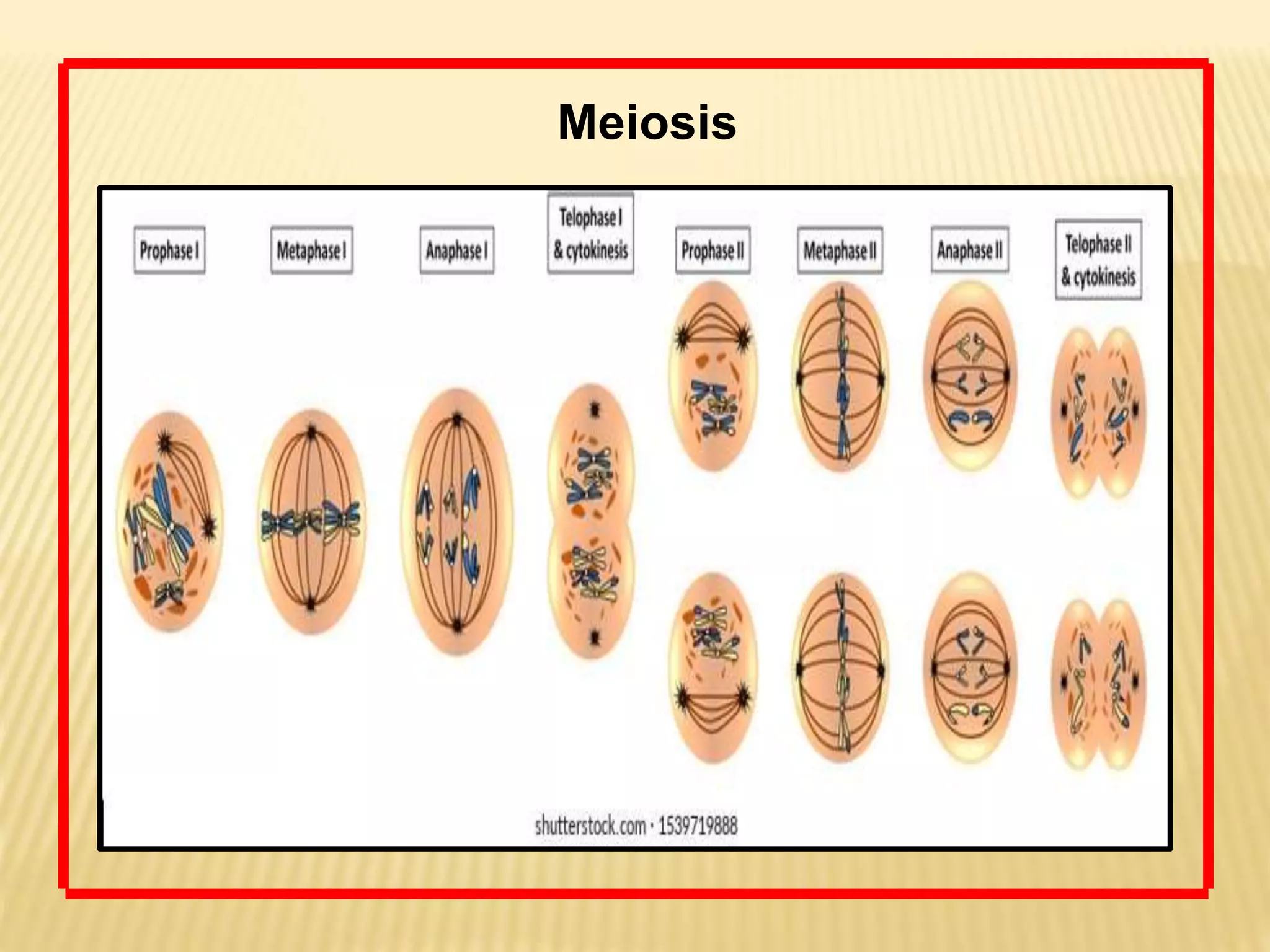 Meiosis
 