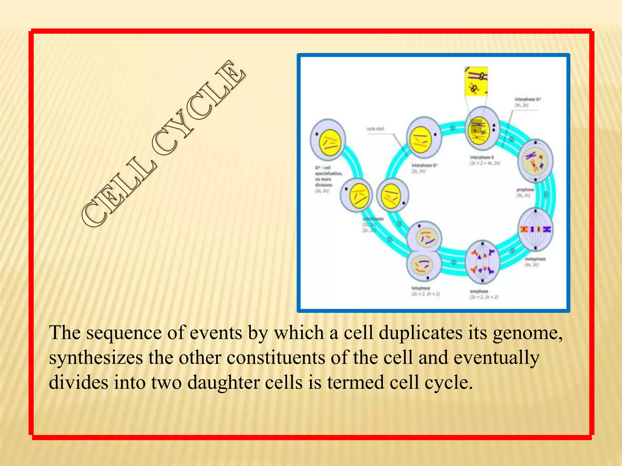 The sequence of events by which a cell duplicates its genome,
synthesizes the other constituents of the cell and eventually
divides into two daughter cells is termed cell cycle.
 