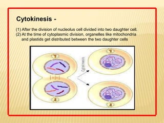 Cell cycle and division | PPTX