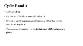 CyclinEandA
• Activates CDK2
• Cyclin E and CDK2 form a complex in late G1
• Cyclin E is rapidly degraded, and the released CDK2 then forms a
complex with cyclin A.
• This sequence is necessary for the initiation of DNA synthesis in S
phase
 