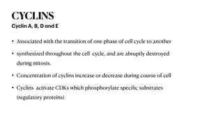 CYCLINS
• Associated with the transition of one phase of cell cycle to another
• synthesized throughout the cell cycle, and are abruptly destroyed
during mitosis.
• Concentration of cyclins increase or decrease during course of cell
• Cyclins activate CDKs which phosphorylate speci
fi
c substrates
(regulatory proteins)
Cyclin A, B, D
a
nd E
 
