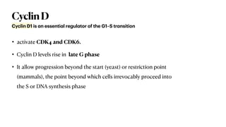 CyclinD
• activate CDK4 and CDK6.
• Cyclin D levels rise in late G phase
• It allow progression beyond the start (yeast) or restriction point
(mammals), the point beyond which cells irrevocably proceed into
the S or DNA synthesis phase
Cyclin D1 is
a
n essenti
a
l regul
a
tor of the G1–S tr
a
nsition
 