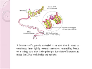 A human cell's genetic material is so vast that it must be condensed into tightly wound structures resembling beads on a string. And that is the principal function of histones, to make the DNA to fit inside the nucleus. 