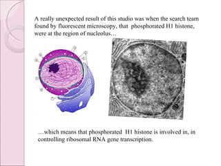 … which means that phosphorated  H1 histone is involved in, in controlling ribosomal RNA gene transcription. A really unexpected result of this studio was when the search team found by fluorescent microscopy, that  phosphorated H1 histone, were at the region of nucleolus… 