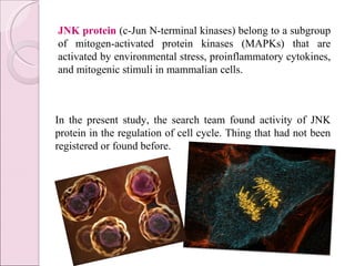 JNK  protein  (c-Jun N-terminal kinases) belong to a subgroup of mitogen-activated protein kinases (MAPKs) that are activated by environmental stress, proinflammatory cytokines, and mitogenic stimuli in mammalian cells.  In the present study, the search team found activity of JNK protein in the regulation of cell cycle. Thing that had not been registered or found before.  