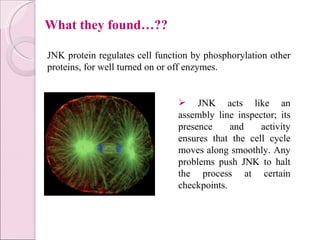 JNK acts like an assembly line inspector; its presence and activity ensures that the cell cycle moves along smoothly. Any problems push JNK to halt the process at certain checkpoints. JNK protein regulates cell function by phosphorylation other proteins, for well turned on or off enzymes . What they found…?? 