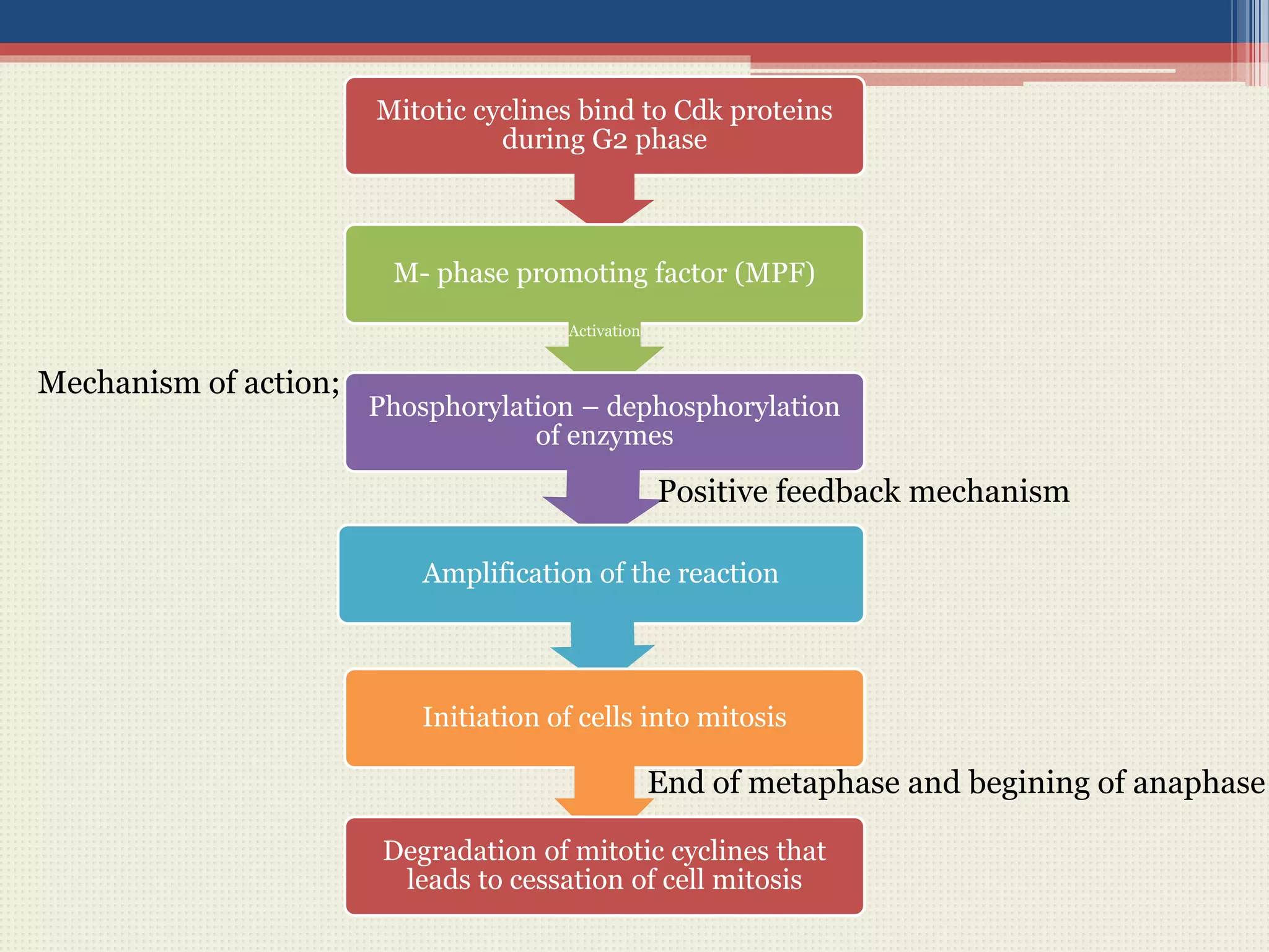 Mechanism of action;
Mitotic cyclines bind to Cdk proteins
during G2 phase
M- phase promoting factor (MPF)
Activation
Phosphorylation – dephosphorylation
of enzymes
Amplification of the reaction
Initiation of cells into mitosis
Degradation of mitotic cyclines that
leads to cessation of cell mitosis
Positive feedback mechanism
End of metaphase and begining of anaphase
 