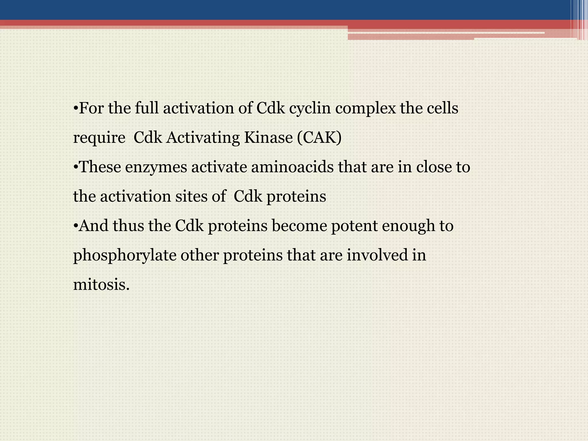 •For the full activation of Cdk cyclin complex the cells
require Cdk Activating Kinase (CAK)
•These enzymes activate aminoacids that are in close to
the activation sites of Cdk proteins
•And thus the Cdk proteins become potent enough to
phosphorylate other proteins that are involved in
mitosis.
 