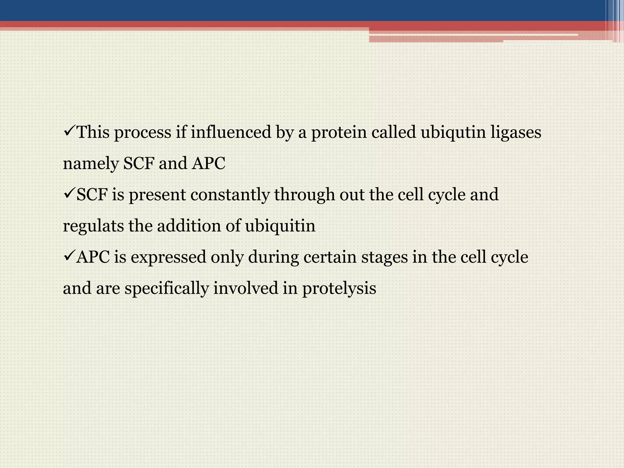 This process if influenced by a protein called ubiqutin ligases
namely SCF and APC
SCF is present constantly through out the cell cycle and
regulats the addition of ubiquitin
APC is expressed only during certain stages in the cell cycle
and are specifically involved in protelysis
 
