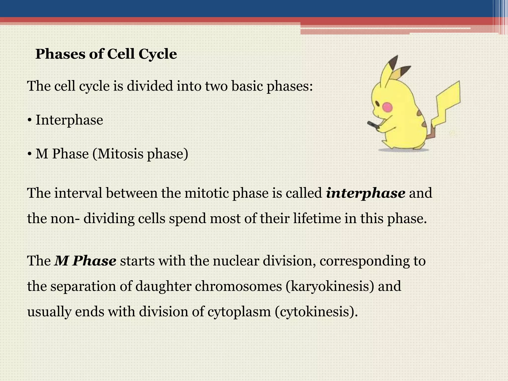 Phases of Cell Cycle
The cell cycle is divided into two basic phases:
• Interphase
• M Phase (Mitosis phase)
The interval between the mitotic phase is called interphase and
the non- dividing cells spend most of their lifetime in this phase.
The M Phase starts with the nuclear division, corresponding to
the separation of daughter chromosomes (karyokinesis) and
usually ends with division of cytoplasm (cytokinesis).
 