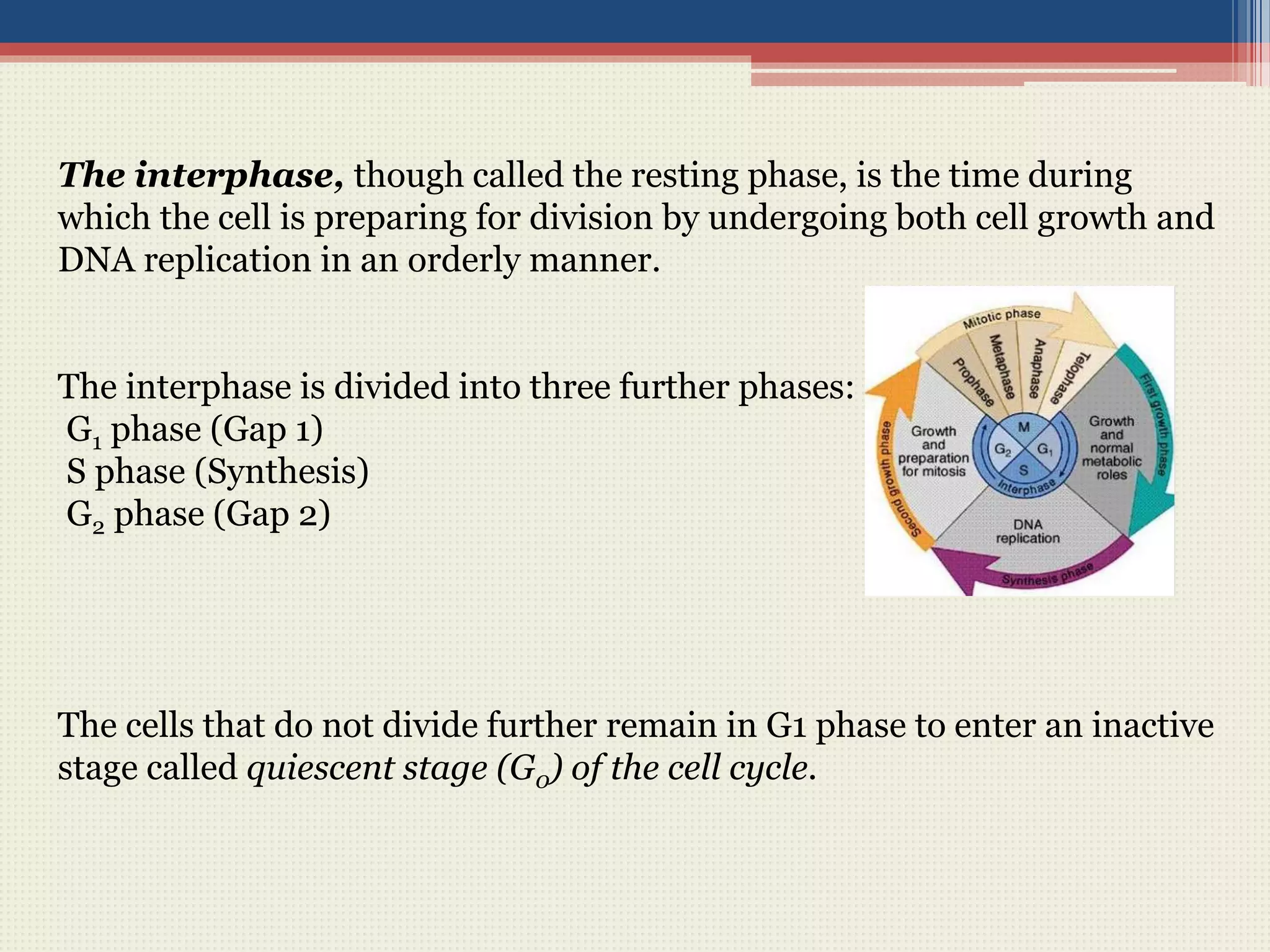 The interphase, though called the resting phase, is the time during
which the cell is preparing for division by undergoing both cell growth and
DNA replication in an orderly manner.
The interphase is divided into three further phases:
G1 phase (Gap 1)
S phase (Synthesis)
G2 phase (Gap 2)
The cells that do not divide further remain in G1 phase to enter an inactive
stage called quiescent stage (G0) of the cell cycle.
 