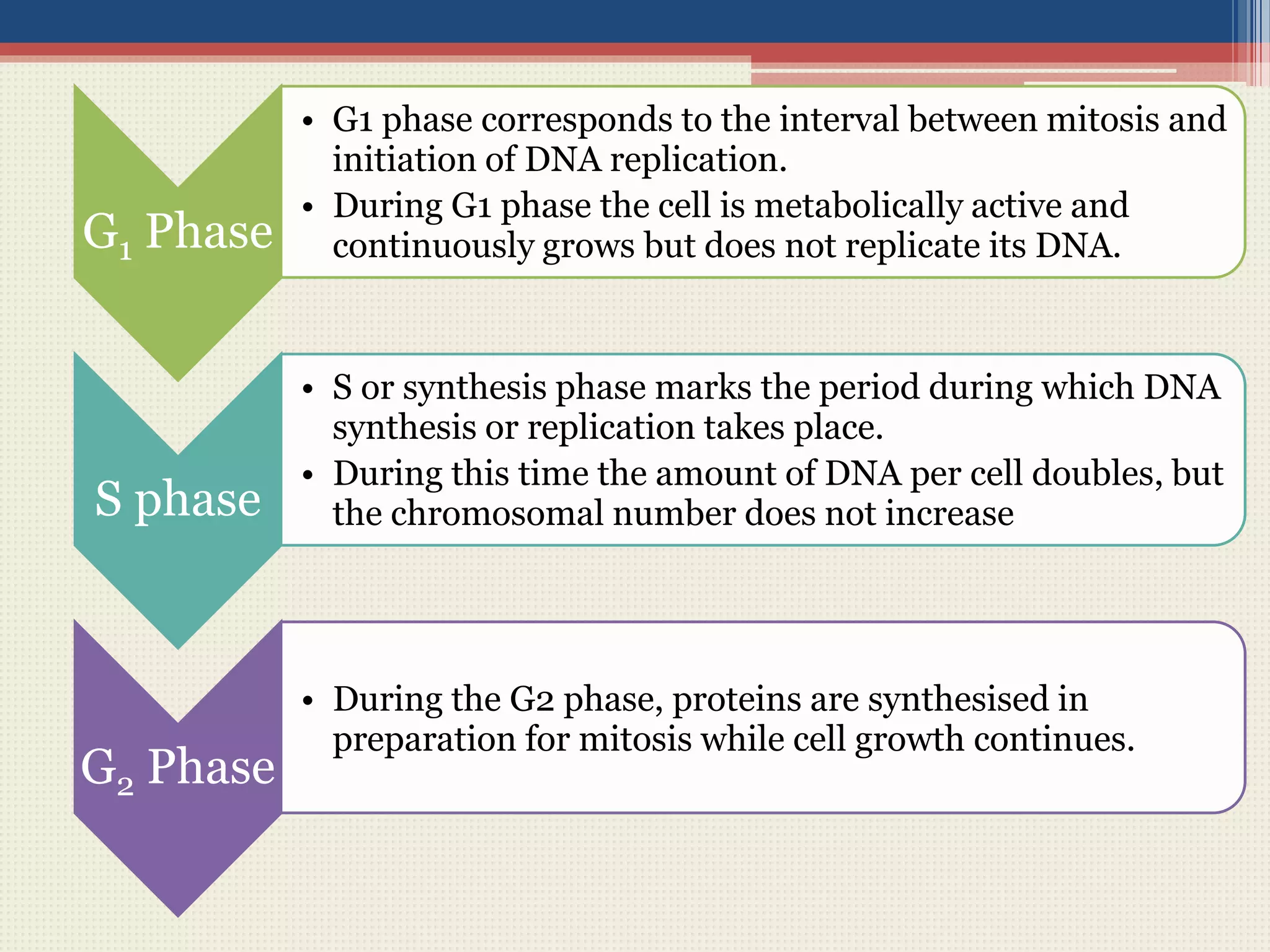 G1 Phase
• G1 phase corresponds to the interval between mitosis and
initiation of DNA replication.
• During G1 phase the cell is metabolically active and
continuously grows but does not replicate its DNA.
S phase
• S or synthesis phase marks the period during which DNA
synthesis or replication takes place.
• During this time the amount of DNA per cell doubles, but
the chromosomal number does not increase
G2 Phase
• During the G2 phase, proteins are synthesised in
preparation for mitosis while cell growth continues.
 