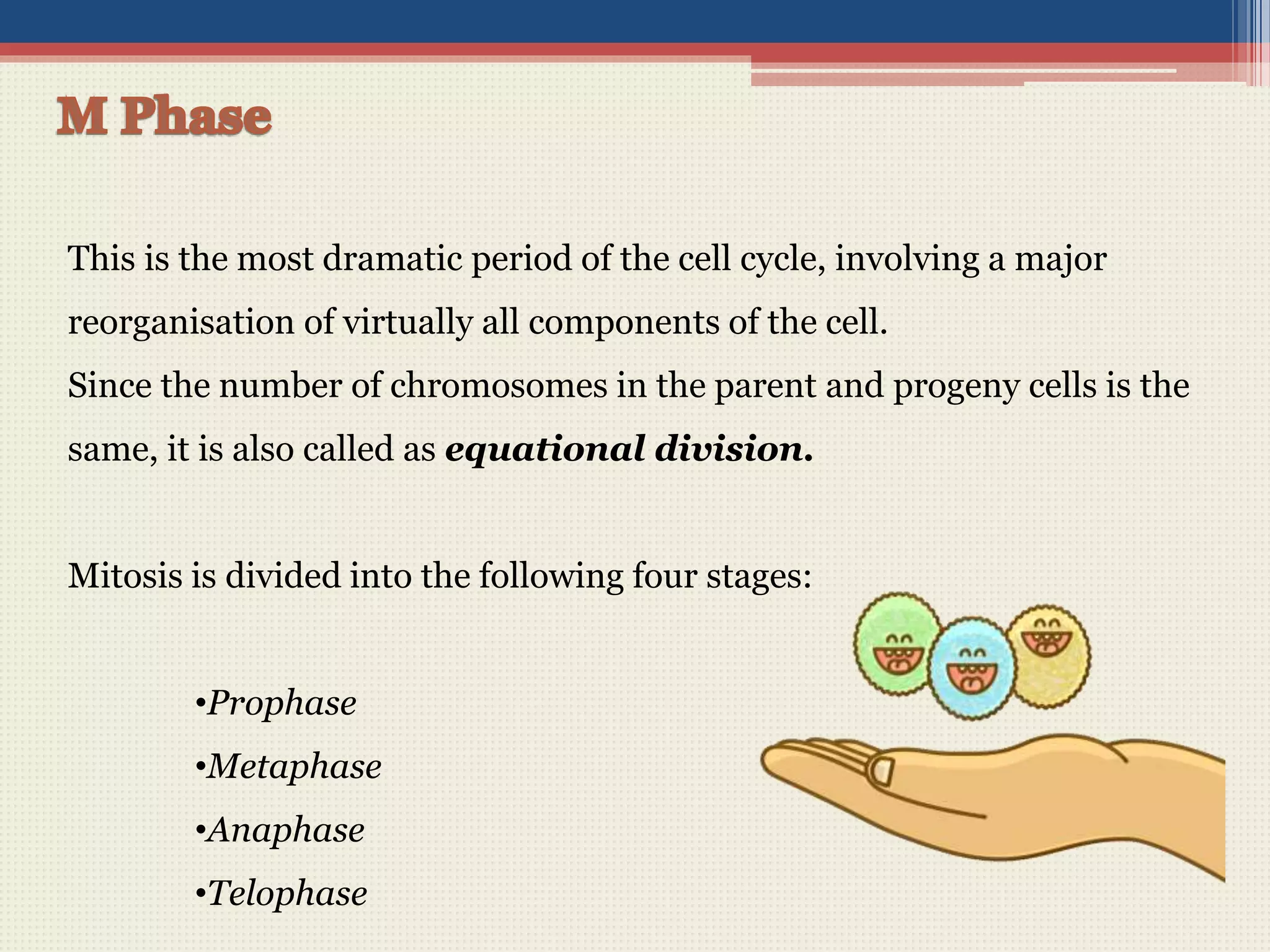 This is the most dramatic period of the cell cycle, involving a major
reorganisation of virtually all components of the cell.
Since the number of chromosomes in the parent and progeny cells is the
same, it is also called as equational division.
Mitosis is divided into the following four stages:
•Prophase
•Metaphase
•Anaphase
•Telophase
 