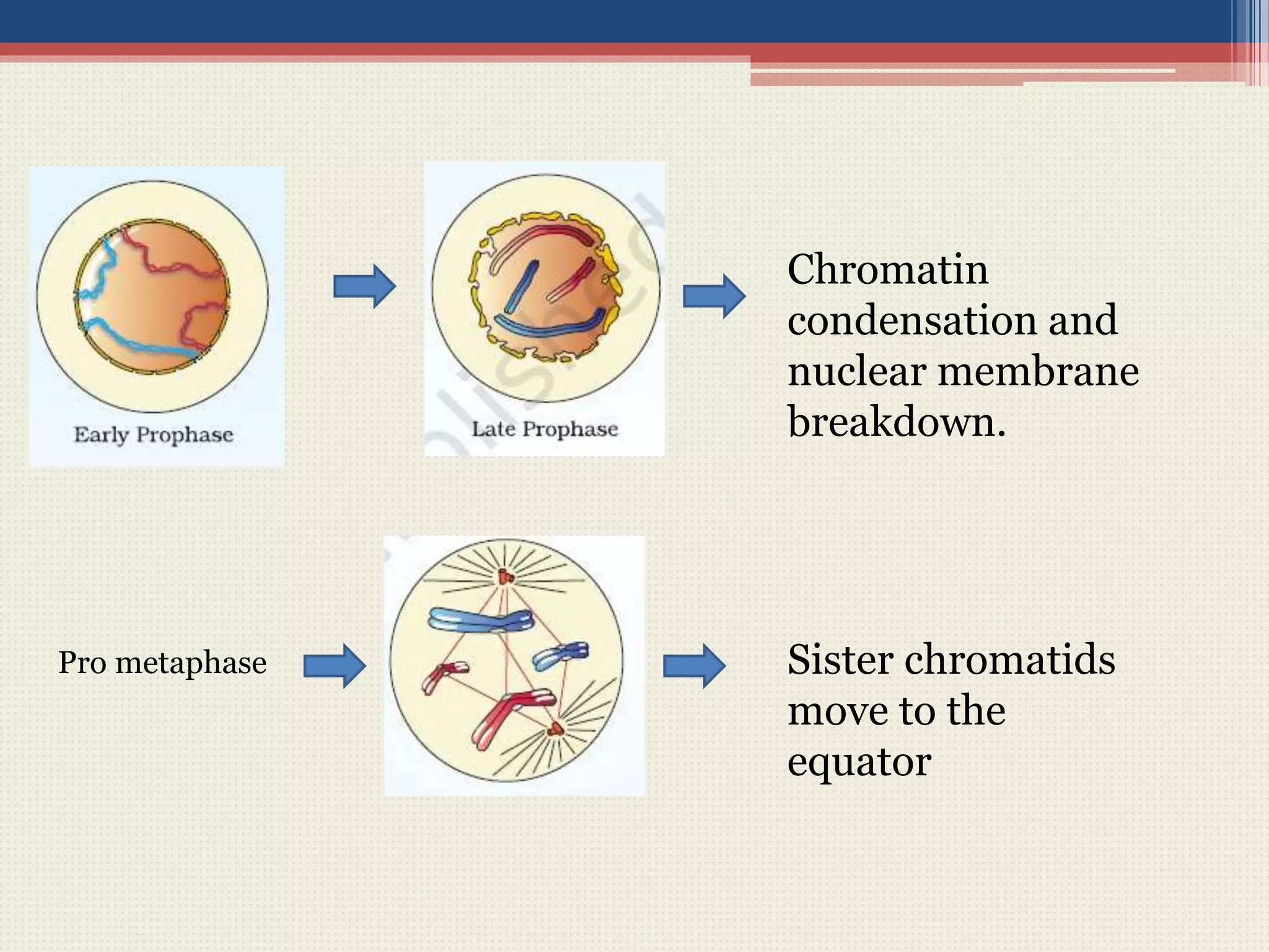 Chromatin
condensation and
nuclear membrane
breakdown.
Sister chromatids
move to the
equator
Pro metaphase
 
