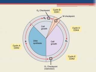 Cell cycle and growth regulation | PPTX
