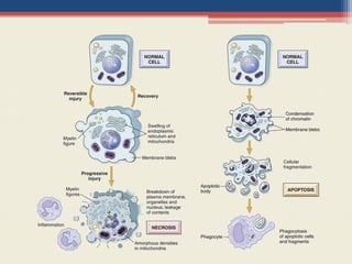 Cell cycle and growth regulation | PPTX