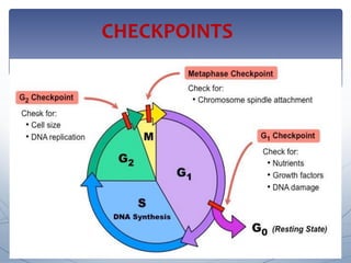 Cell Cycle Checkpoints Diagram Biology Diagrams