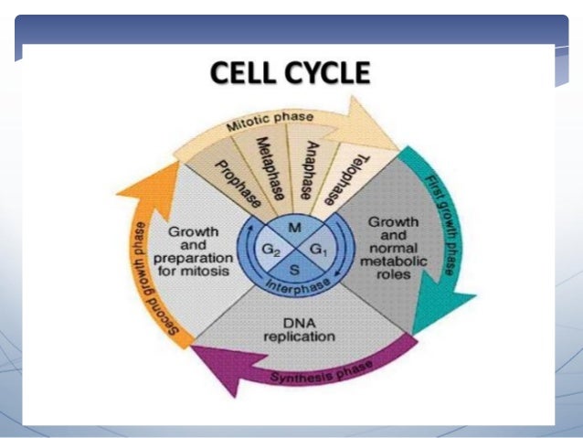 Cell cycle and its checkpoints Biology Diagrams