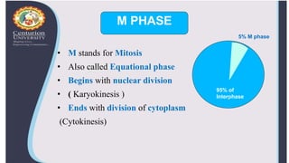 M PHASE
• M stands for Mitosis
• Also called Equational phase
• Begins with nuclear division
• ( Karyokinesis )
• Ends with division of cytoplasm
(Cytokinesis)
95% of
Interphase
5% M phase
 