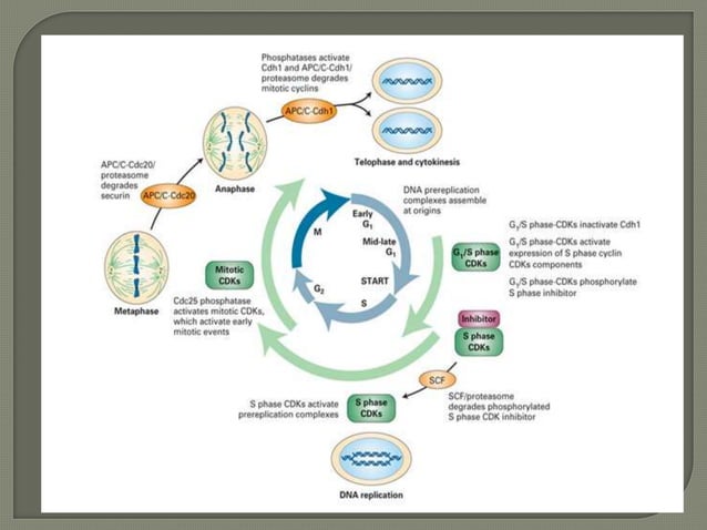 Cell cycle and its regulation | PPTX | Biological Sciences | Science