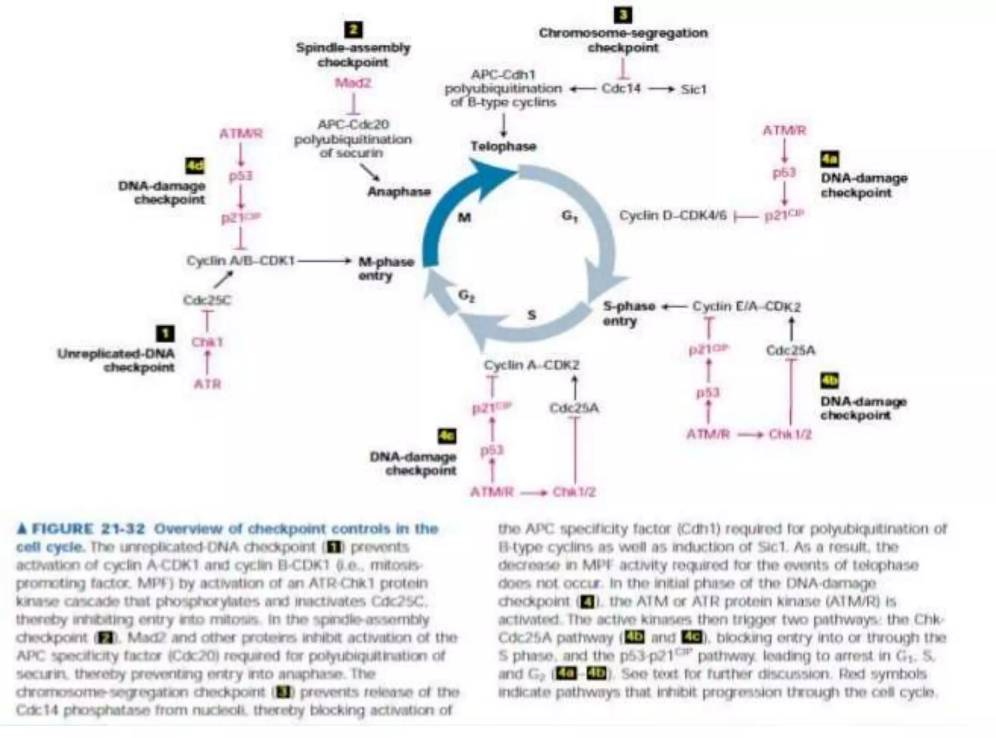 Cell cycle and its regulation | PPTX