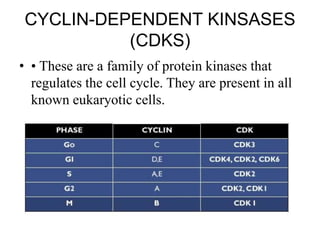 Cell cycle and its regulation | PPTX