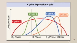 CELL CYCLE AND ITS REGULATION Advance pharmacology.pptx
