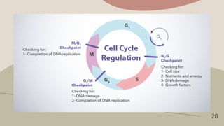 CELL CYCLE AND ITS REGULATION Advance pharmacology.pptx