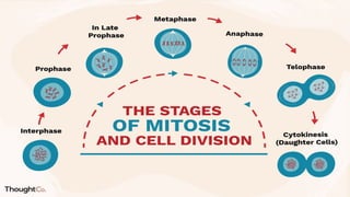 Cell Cycle and Its Regulation modified.pptx