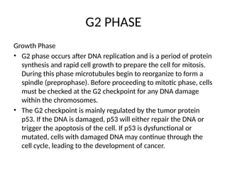 G2 PHASE
Growth Phase
• G2 phase occurs after DNA replication and is a period of protein
synthesis and rapid cell growth to prepare the cell for mitosis.
During this phase microtubules begin to reorganize to form a
spindle (preprophase). Before proceeding to mitotic phase, cells
must be checked at the G2 checkpoint for any DNA damage
within the chromosomes.
• The G2 checkpoint is mainly regulated by the tumor protein
p53. If the DNA is damaged, p53 will either repair the DNA or
trigger the apoptosis of the cell. If p53 is dysfunctional or
mutated, cells with damaged DNA may continue through the
cell cycle, leading to the development of cancer.
 