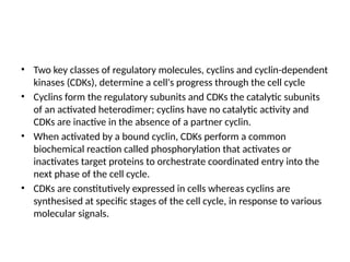 • Two key classes of regulatory molecules, cyclins and cyclin-dependent
kinases (CDKs), determine a cell's progress through the cell cycle
• Cyclins form the regulatory subunits and CDKs the catalytic subunits
of an activated heterodimer; cyclins have no catalytic activity and
CDKs are inactive in the absence of a partner cyclin.
• When activated by a bound cyclin, CDKs perform a common
biochemical reaction called phosphorylation that activates or
inactivates target proteins to orchestrate coordinated entry into the
next phase of the cell cycle.
• CDKs are constitutively expressed in cells whereas cyclins are
synthesised at specific stages of the cell cycle, in response to various
molecular signals.
 